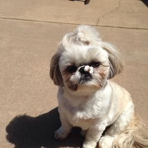 Meet your Posher, Robin